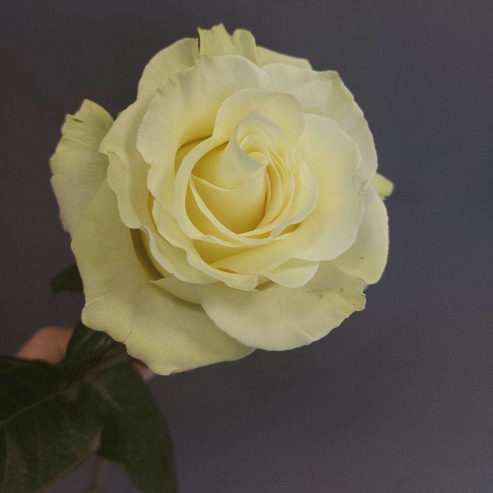 Роза Эквадор Мондиаль 50 см Роза Эквадор Мондиаль 50 см